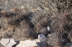 Echinocereus engelmannii engelmannii