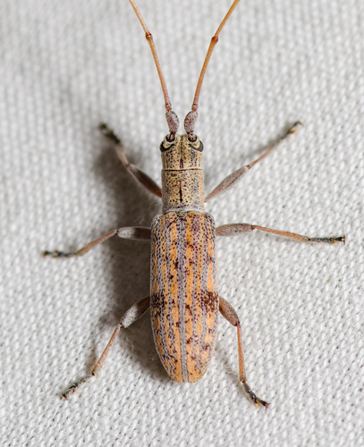 Small Mulberry Borer photo 3