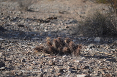 Echinocereus engelmannii engelmannii