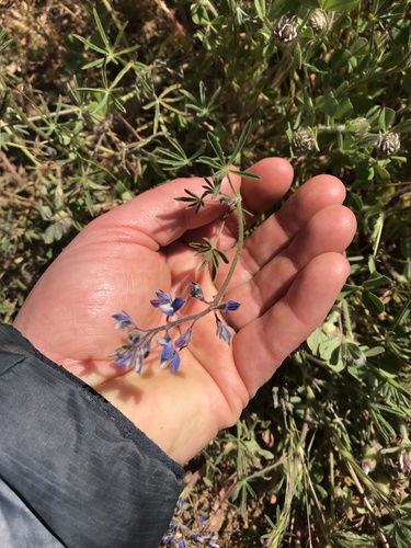 iNaturalist observation photo of Miniature Lupine