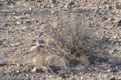 Heliantheae
