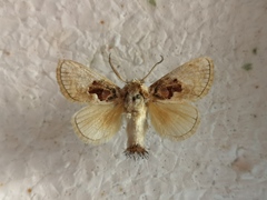 Chalcoscelides castaneipars