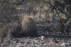 Ferocactus cylindraceus