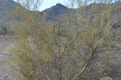 Parkinsonia