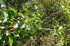 Pyrus pyrifolia