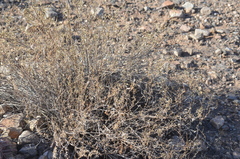 Heliantheae