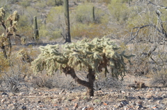 Cylindropuntia