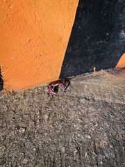Geograpsus grayi