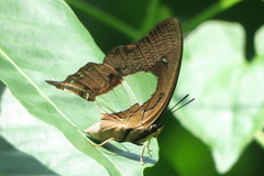 Polyura hebe