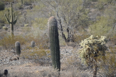 Carnegiea gigantea
