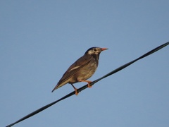 Spodiopsar cineraceus