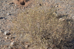 Heliantheae