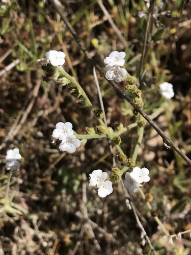 iNaturalist observation photo of Rusty Popcornflower