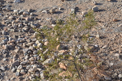 Larrea tridentata