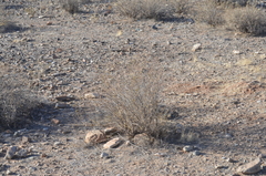 Heliantheae