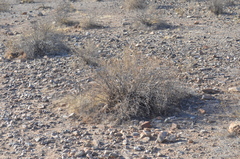 Heliantheae