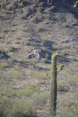 Carnegiea gigantea