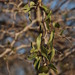 Buffalo-Thorn - Photo (c) Tony Rebelo, some rights reserved (CC BY-SA)