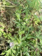 Geranium carolinianum