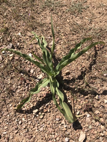 iNaturalist observation photo of wavy-leafed soap plant