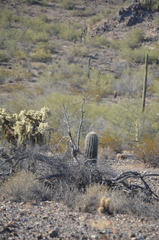 Cylindropuntia
