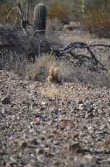 Echinocereus engelmannii engelmannii