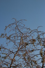 Ziziphus mucronata subsp. mucronata image