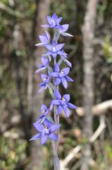 Thelymitra nuda
