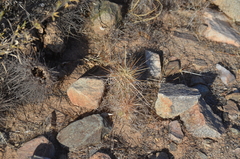 Echinocereus engelmannii engelmannii
