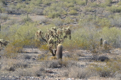Cylindropuntia