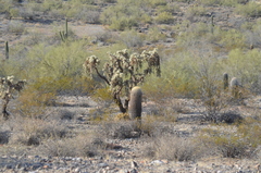 Cylindropuntia