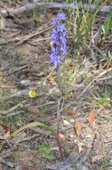 Thelymitra nuda