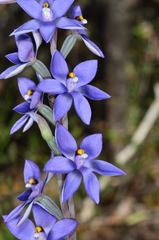 Thelymitra nuda