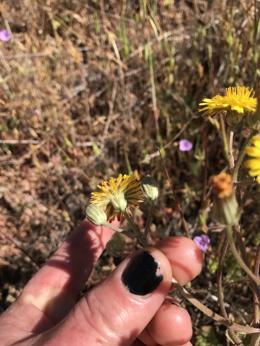 iNaturalist observation photo of hawksbeards