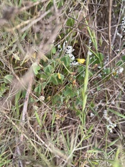 Oxalis californica