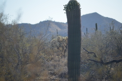Carnegiea gigantea