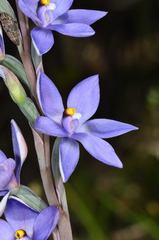Thelymitra nuda