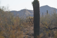 Carnegiea gigantea