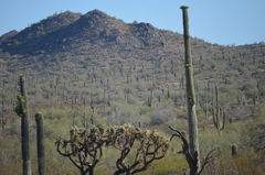 Carnegiea gigantea
