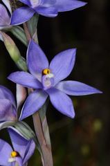 Thelymitra nuda
