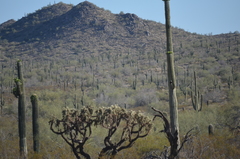 Cylindropuntia
