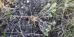 Alyssum desertorum
