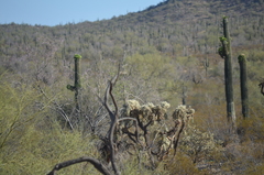 Cylindropuntia