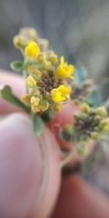 Alyssum desertorum