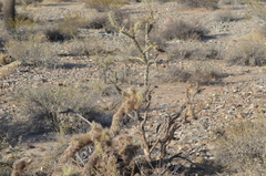 Cylindropuntia