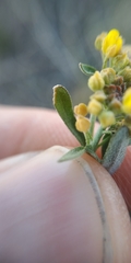 Alyssum desertorum