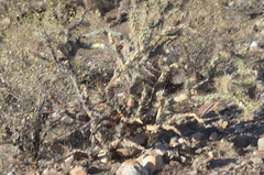 Cylindropuntia