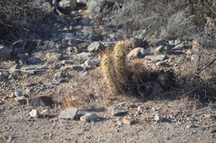 Echinocereus engelmannii engelmannii