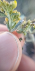 Alyssum desertorum