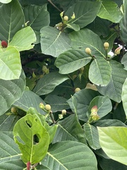 Neonauclea reticulata